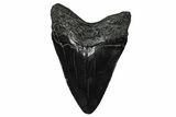 Serrated, Fossil Megalodon Tooth - South Carolina #374744-1
